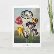Tulipas — Reinterpretação Botânica Moderna