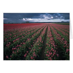 Cartão Tulipas rosa brilhante e vermelho brilham sob o es