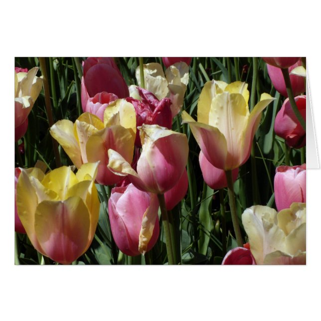 Cartão Tulipas rosa e amarela (Frente Horizontal)