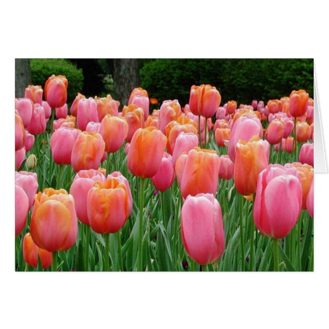 Cartão Tulipas, tulipas, tulipas (Frente Horizontal)