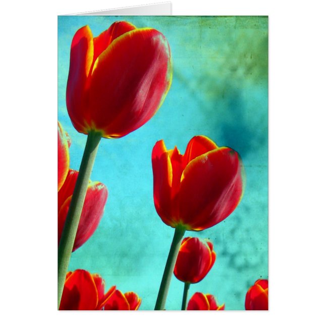 Cartão Tulipas Vermelhas (Frente)