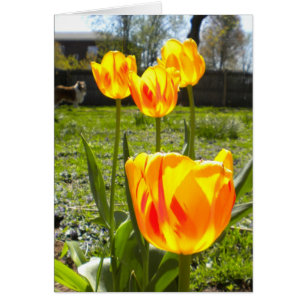 CARTÃO TULIPS (& A COLLIE)