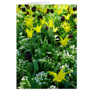 Cartão Tulips Vancouver