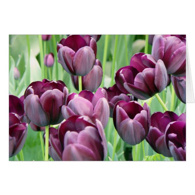 Cartão Tullips (Frente horizontal)