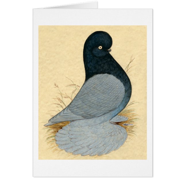 Cartão Tumbler Pigeon Muffed Andalusian (Frente)