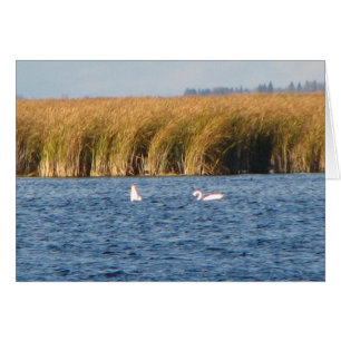 Cartão Tundra Swans
