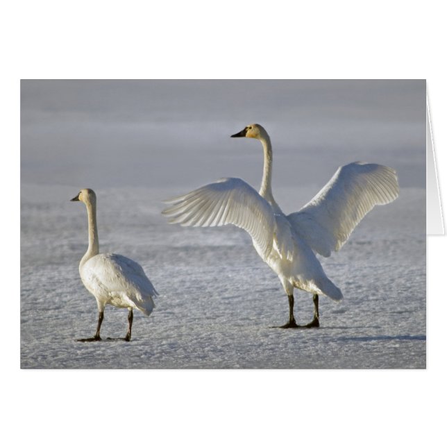 Cartão Tundra Swans (Cygnus columbianus) (Frente Horizontal)