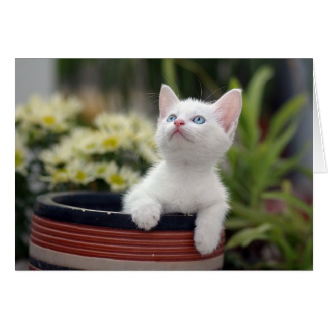 Cartão Turco White Kitten (Frente Horizontal)