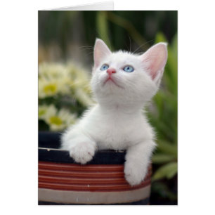 Cartão Turco White Kitten