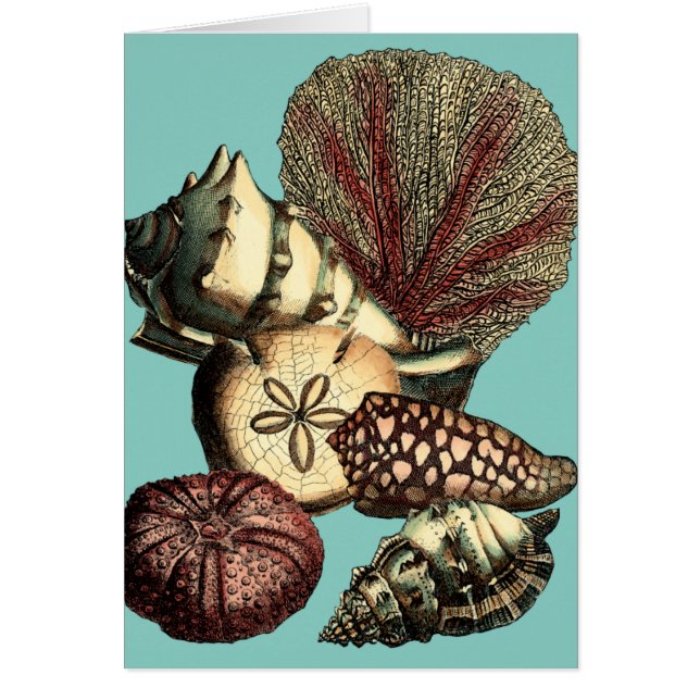 Cartão Turquesa Shell e Red Coral Collection (Frente)