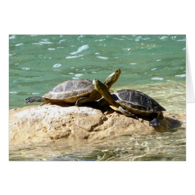 Cartão Turtle Love (Frente Horizontal)