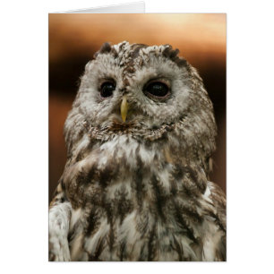 Cartão Twany Owl
