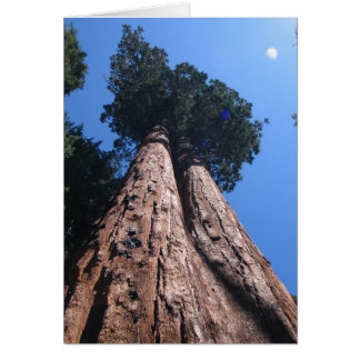 Cartão Twin Giant Sequoias, Parque Nacional Sequoia