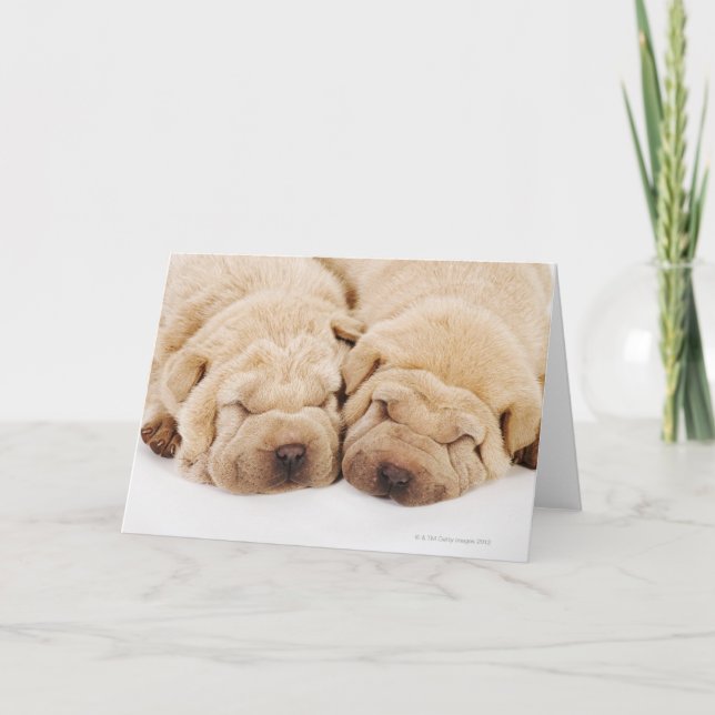 Cartão Two Shar Pei puppies sleeping (Frente)