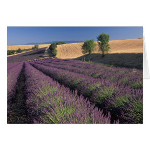 Cartão UE, França, Provença, Campos de lavanda 3