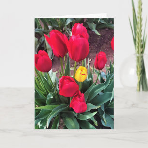 Cartão Um Amarelo com Tulipas Vermelhas