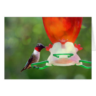 Cartão Um beija-flor robusto