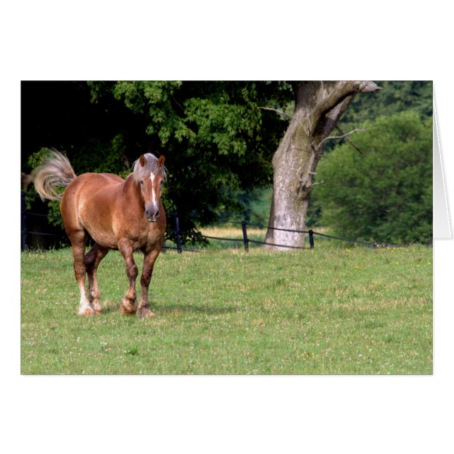 Cartão Um Belo Cavalo (Frente Horizontal)