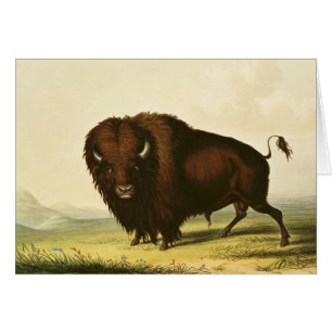 Cartão Um bisonte, c.1832