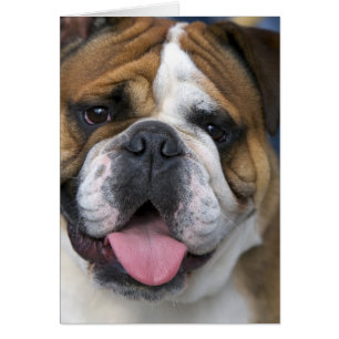 Cartão Um bulldog inglês na Bélgica.