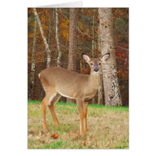 Cartão Um Caçador de Sonhos