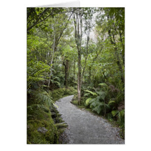 Cartão Um caminho através de uma floresta tropical na bas