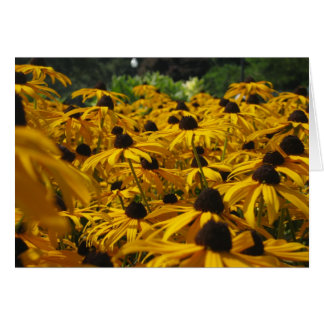 Cartão Um campo de Susies