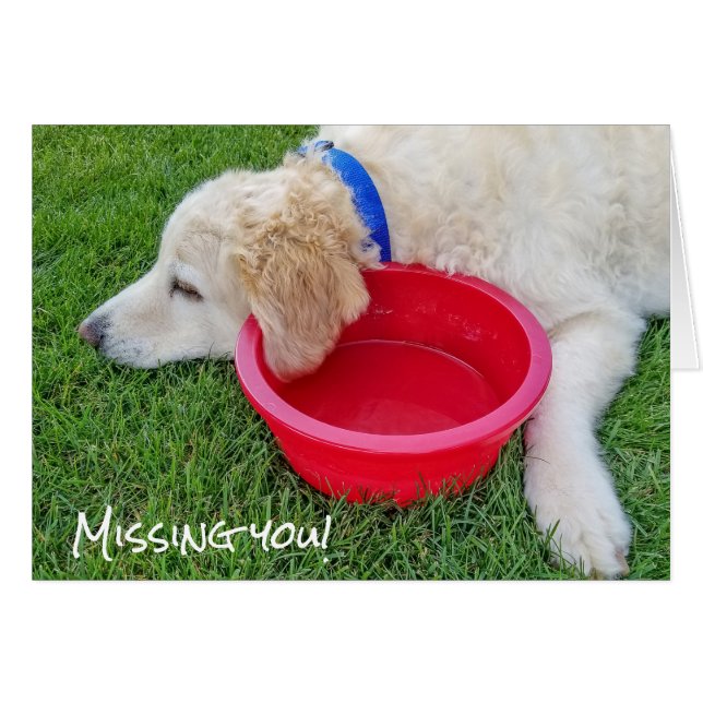 Cartão um cão triste que o perde (Frente Horizontal)