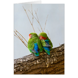 Cartão Um casal do Lovebird em um ramo