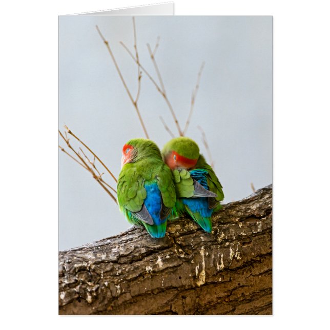 Cartão Um casal do Lovebird em um ramo (Frente)