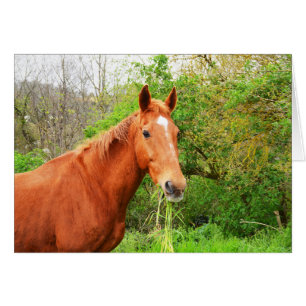 Cartão Um cavalo chamou Orion