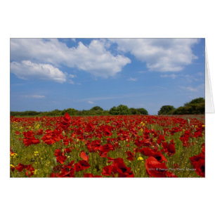 Cartão Um Cheio De Campo De Flores Vermelhas