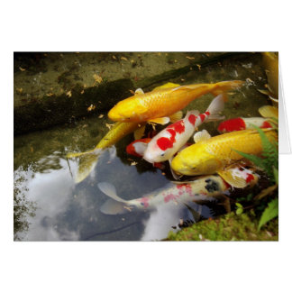 Cartão Um cheio fluvial de carpas koi japonesas