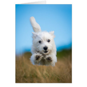 Cartão Um Cute West Highland Terrier Puppy Correndo
