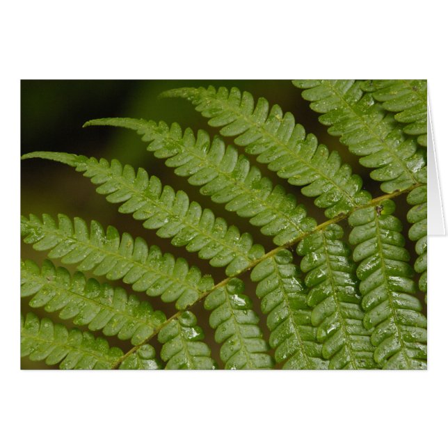 Cartão Um detalhe de samambaia, da Mindo Cloud Forest, (Frente Horizontal)