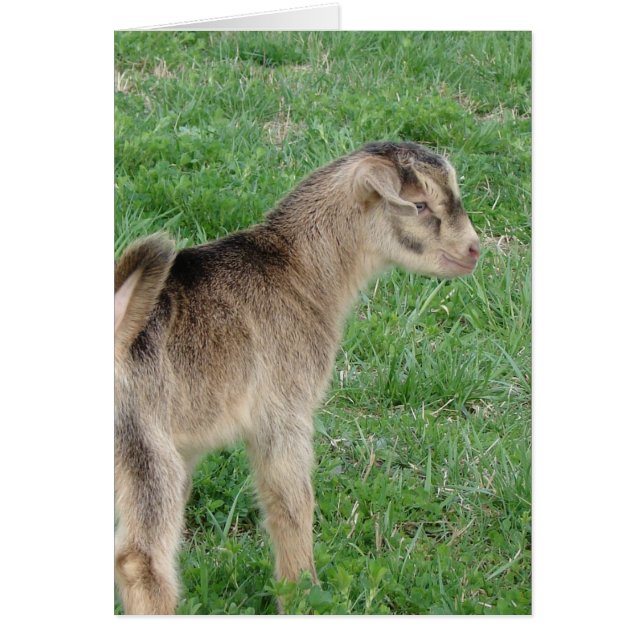 Cartão Um dia de idade trovando o garoto de cabra (Frente)