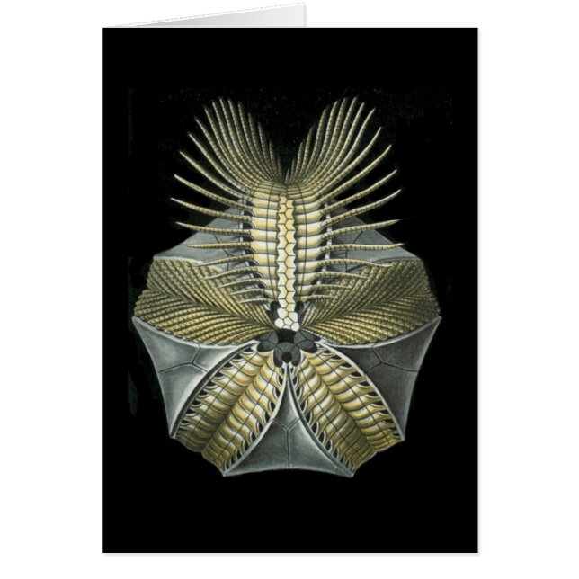 Cartão Um diabrete de mar fóssil (Frente)