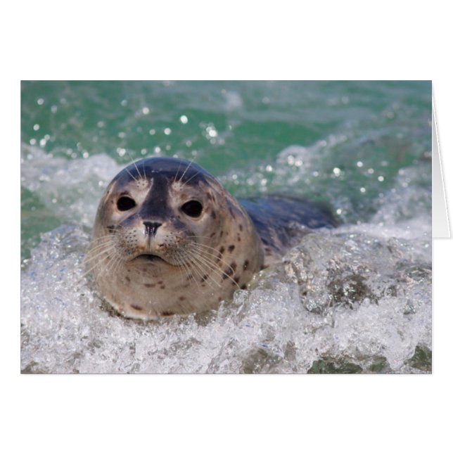 Cartão Um filhote de foca surfando (Frente Horizontal)