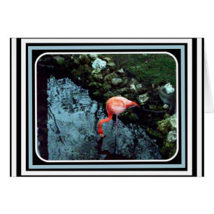 Cartão Um flamingo solitário