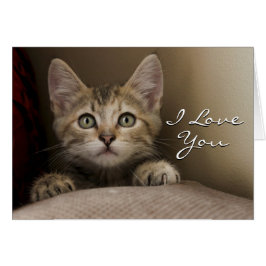 Cartão Um Gatinho Muito Doce