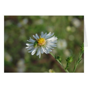 Cartão Um Inseto verde em uma flor branca