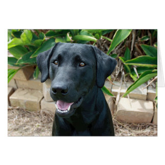 Cartão Um laboratório maravilhoso com mensagem de excelen