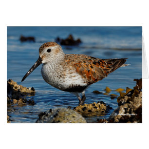 Cartão Um lindo Dunlin vira uma placa solitária