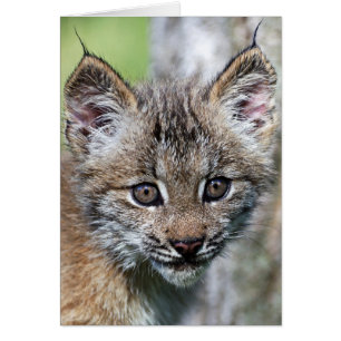 Cartão Um lindo garotinho canadense do Lynx