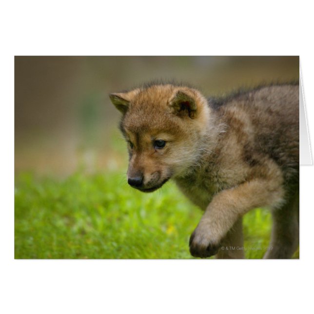 Cartão Um lobo bebê (Frente Horizontal)