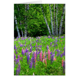 Cartão Um Momento Sem Fôlego Entre A Lupina