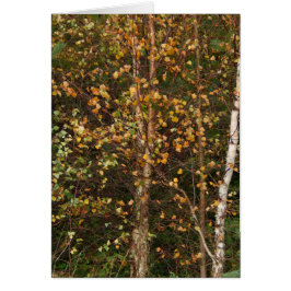 Cartão Um motim da cor