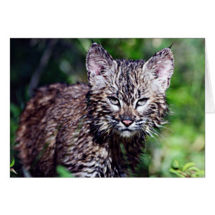 Cartão Um Pequeno Bobcat Kitten Molhado
