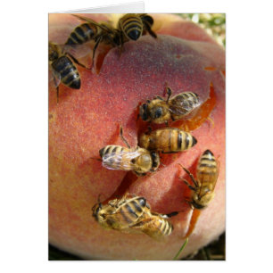 Cartão Um Pêssego Para As Abelhas