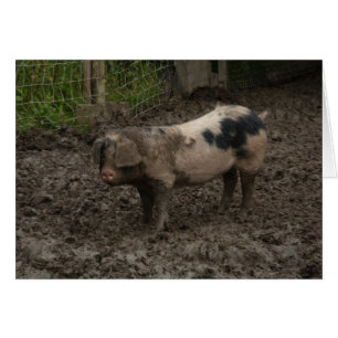 Cartão Um porco na lama